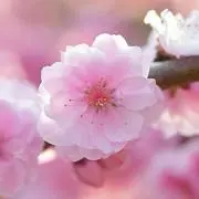 ぴーよん
