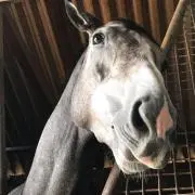 いるみの画像