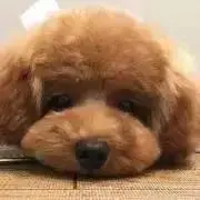 ふたば