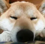 tomo