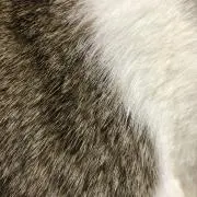 トミコの画像