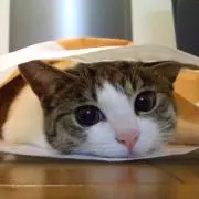 ympinの画像