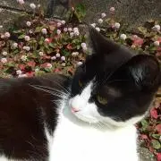 ゆー