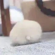 まふゆの画像