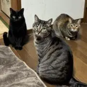 あいの画像