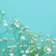 ぴっぴの画像