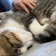 みけまるの画像