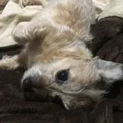 うーたん