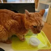YSKの画像