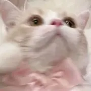 苺の画像