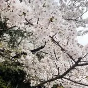 あやちゃん★の画像