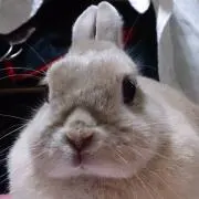 ままばりんの画像
