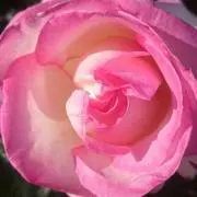 アマリア♡ローズマリィの画像