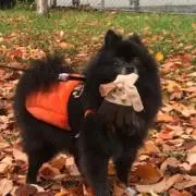 くぅの画像