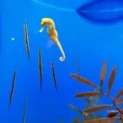 あんの画像