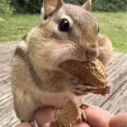 みやの画像