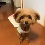ちぴー