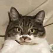 BAKAちゃんの画像