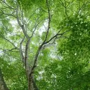 テリヤキBBの画像
