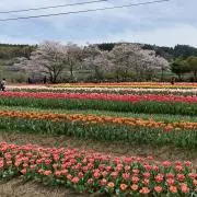 シオン【フォロー割実施中♪】の画像