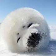 みや
