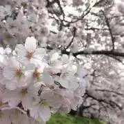 るる【ゆうゆう↔︎らくらく変更あります】の画像