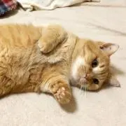 ばんぶ