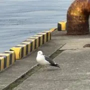 断捨離中(ノ`•ω•)وれおろんの画像