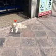 hoomyeeの画像