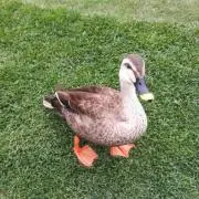 あめの画像