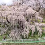 ゴン