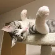 修治