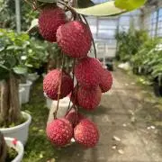 せいかずの画像