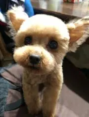 かほママ