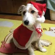 ゆゆゆ