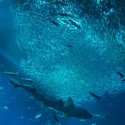 PONの画像
