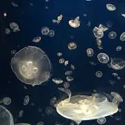 むぎちゃん