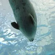 ガチャピン(コメント後購入下さい)