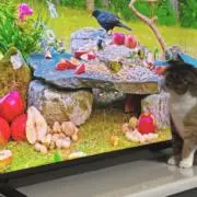 たねの画像