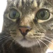 最後の使者