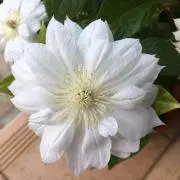 ひろ