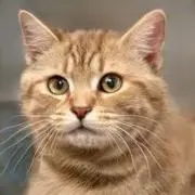 ピーナッツの画像