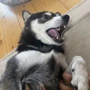 れい