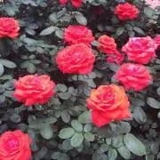 きらりん☆の画像