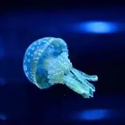 8823の画像