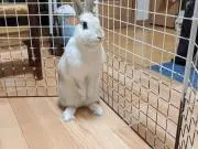 ふうちゃん