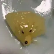かん＊プロフ必読の画像