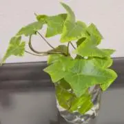 greenの画像