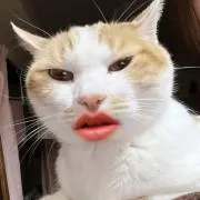 猫好きアラサー＊断捨離中の画像