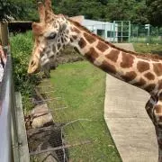 ポンペイの画像